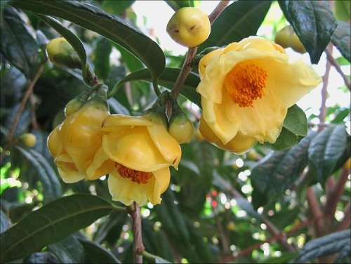 きんかちゃ　Camellia chrysantha