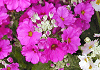 v@}RCfX Primula malacoides