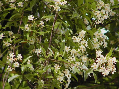 ていかかずら Trachelospermum Asiaticum
