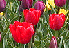 `[bv@Tulip, Tulipa gesneriana