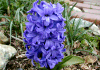 qAVX@Hyacinth, Hyacinthus orientalis