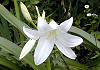 Ch͂܂䂤@Crinum latifolium