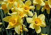 @Daffodil,@Narcissus