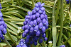 XJ@l armeniacum,@Grape hyacinth