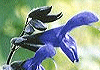 キTrA  Salvia guaranitica