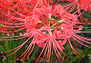 ܂񂶂サႰ@Lycoris radiata, Red spider lily
