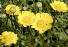 NTZ} `R[ Chrysanthemum multicaule