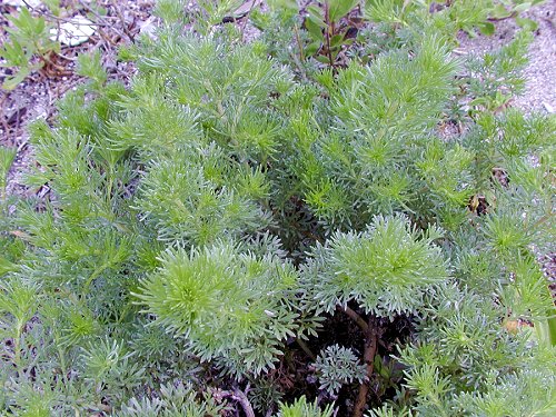 かわらよもぎ　Artemisia capillaris