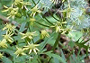 ��e�@Senecio nikoensis