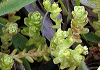 �����Ƃ���  Sedum oryzifolium