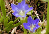 はるりんどう Gentiana thunbergii