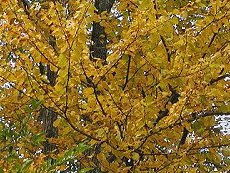@Cercidiphyllum Japonicum