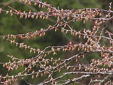 @Cercidiphyllum Japonicum