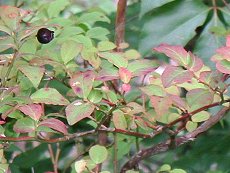 ̂@Vaccinium smallii