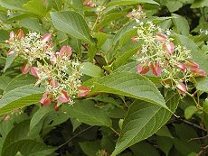 Â@i@gj@Tripterygium regelii