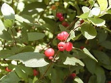 Ђ傤ڂ Lonicera morrowii