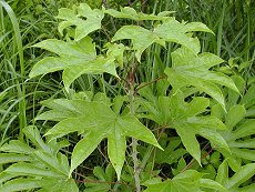 ͂肬@Kalopanax pictus