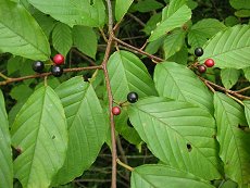 ̂@Rhamnus crenata