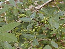 ӂ䂴񂵂傤@Zanthoxylum planispinum