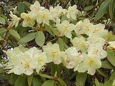 ̂@Vaccinium smallii