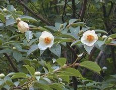 Ȃ΂@Stewartia pseudo