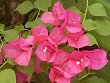 ブーゲンビレア""