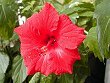 ハイビスカス