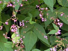 l@Desmodium podocarpum