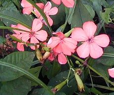 ӂ낹̂@Lychnis miqueliana