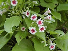 Aԁ@Paederia scandens