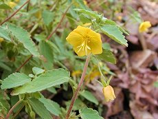 炷̂܁@Corchoropsis tomentosa