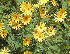 @Helianthus tuberosus