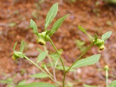 񑐁@@Carpesium dibaricatum