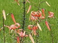 ɂ@Lilium lancifolium