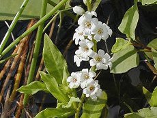 Ղ̔@Lysimachia fortunei