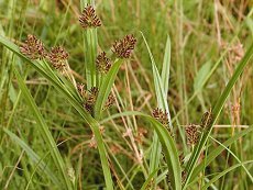 ᒠݑ@Cyperus microiria