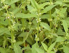 ˁ@Lycopus ramosissimus