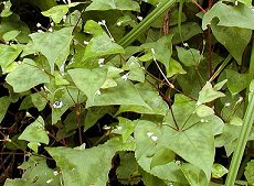 [RJ@Persicaria debilis