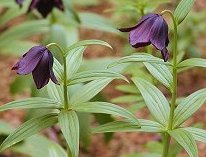 @Fritillaria camtschatcensis