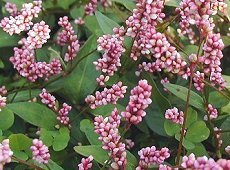 ʂŁ@Polygonum longisetum 