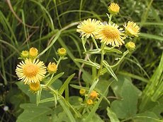 ق΂܁@Inula britannica