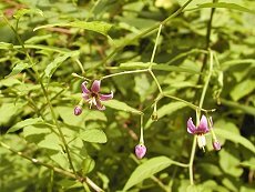 ܂ق낵@Solanum Japanense