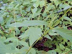 ̂Â@Achyranthes japonica