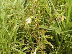 Ђ@Siphonostegia chinensia