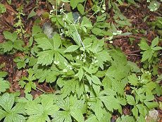 ܂݂̂΁@Sanicula chinensis