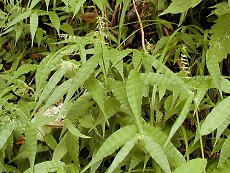 ݂@Oplismenus undulatifolius