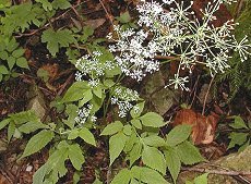 ܂@Ostericum sieboldii