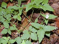 ӂ@Geranium tripartitum