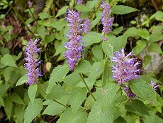 ݂ǂ@Agastache rugora