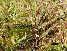 炯߂@Cassia mimosoides